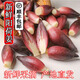 新鮮陽(yáng)荷姜【順豐包郵】貴州陽(yáng)荷新鮮現(xiàn)挖洋荷姜楊荷楊姜洋河鮮嫩 5斤（凈重）新鮮采摘產(chǎn)地直發(fā) 順豐包郵*泡沫箱+冰袋保鮮發(fā)貨