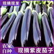 新鮮紫長(cháng)茄子當季農家自種現摘燒烤茄蒜茄子蔬菜產(chǎn)地直發(fā)新鮮 【軟糯香甜】 1斤