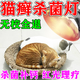 貓咪專用陽光燈狗狗柯爾鴨全光譜太陽燈取暖貓?zhí)\燈補鈣燈植物補光 275w白光燈【照射距離70-150厘米】