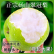 正宗安徽碭山翠冠梨青梨子新鮮水果當(dāng)季現(xiàn)摘脆甜多汁雪梨香梨酥梨 3斤【帶箱實(shí)惠裝】 【中果】