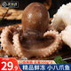 尚致鮮活八爪魚冷凍小八爪魚去牙小章魚八帶海鮮水產(chǎn) 【3斤】八爪魚 500g(凈重)  *3包