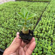 藝萱沙漠玫瑰花小苗盆栽四季花開(kāi)庭院室內外陽(yáng)臺好養花卉綠植沙漠玫瑰 沙漠玫瑰小苗1顆(1顆小苗不帶土)