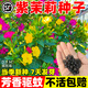 紫茉莉花種籽子四季播種開(kāi)花多年生驅蚊胭脂花室內外庭院陽(yáng)臺花卉 紫茉莉100粒+肥