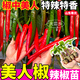 大菜鄉壽光美人椒辣椒苗秧四季高產(chǎn)抗病海椒樟樹(shù)港七彩辣椒陽(yáng)臺小院盆栽 美人椒辣椒苗5棵+送1棵+10g肥