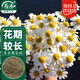 壽禾 花種子苗雛菊四季種植菊花種籽 濰育黃鶯洋(甘)干菊種子2000粒
