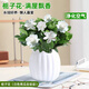行湘梔子花盆栽花卉植物室內綠植 90#梔子花+白色南瓜吸水盆 源頭直發(fā)
