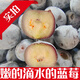 特大果藍(lán)莓新鮮長白山寒地藍(lán)莓鮮果順豐空運(yùn)包郵產(chǎn)地直發(fā)當(dāng)季水果 兩斤1000g（凈重125g*8小盒） 18-22mm果徑