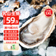 貝司令鮮活乳山生蠔5XL 凈重5斤 8-10只 生鮮海鮮貝類 源頭直發(fā)
