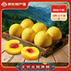 炎陵黃桃正宗炎陵高山黃桃紅心脆甜桃子毛桃生鮮水果產(chǎn)地直發(fā)順豐/JD快遞 精品大桃5-6兩12個裝 京東快遞