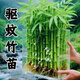 臨雅魚缸水培植物富貴竹竹林造景新手水草缸四季常綠水養(yǎng)盆栽水生綠植 30cm水培富貴竹10根(帶葉)