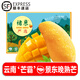 諸氏橙品【順豐】景東晚熟芒果水果  高原新鮮大金煌芒 當(dāng)季時(shí)令生鮮中秋 9斤大果禮盒【約12枚】