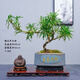 潮裕盆景高端羅漢松造型地景樹室內(nèi)植物庭院迎客松真樹老樁客廳辦公室盆景 老樁羅漢松盆景178 帶盆栽好