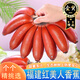 畝家田福建紅美人香蕉紅皮當(dāng)季水果現(xiàn)摘小香焦新鮮芭蕉米蕉整箱 5斤品質(zhì)精選果
