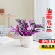 京云夢(mèng)油畫婚禮吊蘭垂吊植物花卉植物室內(nèi)花盆栽多肉紫露蘭條紋源頭直發(fā)