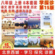 現(xiàn)貨2025版24秋學(xué)習(xí)探究診斷 八年級上冊八上 第15版 8本全套裝 語文數(shù)學(xué)英語物理歷史地理生物道德與法治道法 北京西城學(xué)探診初中同步練習(xí)初二8年級