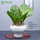 潮裕盆景八方來財(cái)鴨腳木盆栽老樁室內(nèi)綠植盆栽植物盆景龜背竹 聚寶盆盆景