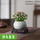 歐芽  金枝玉葉小綠植盆景四季開(kāi)花室內(nèi)盆栽多肉植物課堂辦公室好養(yǎng) 花開(kāi)富貴+哥窯冰裂盆+方托 帶盆栽好