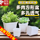 蒲戀多肉花盆塑料小白方加厚白色小號方形花盆育苗盆葉插盆多肉植物盆 【7方盆白色】10個(gè)裝