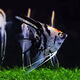 熊貓燕魚(yú)三色燕神仙燕魚(yú)包郵觀(guān)賞魚(yú)熱帶魚(yú)淡水魚(yú)好養活活 熊貓燕3-4厘米6條