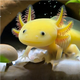 六角恐龍魚冷水魚蠑螈水族寵物活體六角龍淡水好養(yǎng)易活觀賞魚網(wǎng)紅 招財(cái)黃金龍 4-7厘米有禮品贈(zèng)送