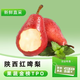 閩農(nóng)語(yǔ)果 陜西紅啤梨紅寶石啤梨太婆梨紅皮梨彩虹梨子火把香梨子新鮮水果 凈重2.5-3斤 | 嘗鮮裝 【源頭直采】