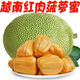 執(zhí)園源 菠蘿蜜  紅肉菠蘿蜜整個(gè)新鮮干苞生鮮波羅鳳梨熱帶當(dāng)季水果超市 精選 8-10斤 肉香脆甜