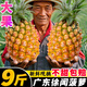 廣東湛江菠蘿10斤新鮮水果應(yīng)當(dāng)季現(xiàn)摘徐手撕金鉆鳳梨聞香水小菠蘿 3斤 【中果】超甜多汁，不送刀