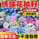 繡球花種籽子室內外四季播種開(kāi)花多年生混色花籽種植庭院易活花苗 混色繡球100粒+肥料
