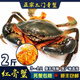 2025三門青蟹鮮活肉蟹母膏蟹大母蟹膏蟹紅鱘猷蠓現(xiàn)捕現(xiàn)發(fā) 公母蟹混搭兩斤/3-5只