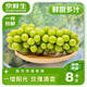 京鮮生云南陽光玫瑰青提2.8-3.3斤裝單果8-10g葡萄提子生鮮水果源頭直發(fā)