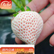 壽禾 草莓苗批發(fā)苗大苗帶土秋冬季四季盆栽食用果苗 小白草莓苗 3盆