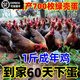 一斤正宗土雞活苗麻羽農(nóng)家散養(yǎng)綠殼蛋雞高產(chǎn)蛋笨土雞苗 0.8-1斤左右產(chǎn)蛋王年產(chǎn)400枚蛋 1公9母【到家60天下蛋】