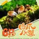 百綸木千迷你辣椒蟹活體爬寵淡水魚缸除藻清潔工具觀賞蟹新手好養(yǎng)耐活 6只-招財(cái)白爪蟹 [3對(duì)]