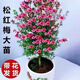 松紅梅盆栽四季開(kāi)花盆栽帶花苞一樹(shù)三色耐寒客廳陽(yáng)臺庭院花卉綠植 松紅梅六年苗開(kāi)花爆滿(mǎn)