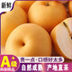 ZOCO山東萊陽正宗新鮮秋月梨新鮮梨子整箱水果甜雪梨當(dāng)季時(shí)令團(tuán)購 3斤大果精品裝(凈果3斤) 爆甜可口秋月梨