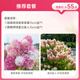 海蒂的花園旗艦店圓錐繡球花卉盆栽石灰燈庭院綠植耐寒耐熱植物苗源頭直發(fā) 圓錐繡球香草草莓15+夏日美人15【限時組合特惠】 帶盆栽好