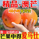 【爆甜】蘋(píng)果芒彩虹澳芒當季新鮮水果特大號凱特芒果10斤批發(fā) 罕見(jiàn)澳芒【2025年新果】香甜肉厚多汁 暢銷(xiāo)：整箱9-10斤【特級果王】爆甜
