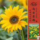 壽禾盆栽矮向日葵種子苗家庭種觀(guān)賞花卉種籽 壽彩2號矮向日葵種子40粒