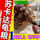 蘇卡達(dá)龜糧寸金龜糧蘇卡達(dá)陸龜專用龜糧小幼成年家養(yǎng)寵物顆粒龜糧 250g 1袋 【體驗(yàn)裝】