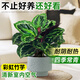 愛優(yōu)尚 彩虹竹芋盆栽孔雀竹芋彩葉綠植花卉室內(nèi)夏天除甲醛好養(yǎng)源頭直發(fā)