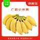 京鮮生廣西小米串蕉 禁止蕉綠 凈重5-7斤（帶桿） 新鮮水果 源頭直發(fā)
