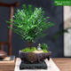 想開(kāi)小葉紫檀盆景樹(shù)樁植物老樁盆栽客廳桌面室內(nèi)綠植好養(yǎng)樹(shù)苗四季常青 叢林紫檀+靜字盆【整套種好發(fā)貨】 帶盆栽好