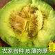 【頭茬爆甜】正宗綠寶石冰淇淋甜瓜 現(xiàn)摘頭茬爆甜多汁甜瓜 5斤帶箱【凈重4.5斤】140g+ 精選裝