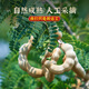 甜酸角云南特產(chǎn)店新鮮羅望子酸豆角果干孕婦零食休閑小吃食品 5斤 中果