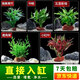 瘋狂水草（FKSC）真水草魚缸造景套餐凈化水質(zhì)懶人魚缸水草植物直接入缸蜈蚣草 【火山石】好養(yǎng)易活A(yù)適合20-30缸