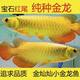 撿漏藍(lán)底過背金龍魚紅龍銀龍或觀賞魚苗 一公一母