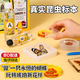 句可昆蟲標(biāo)本制作工具蝴蝶標(biāo)本制作工具diy材料科學(xué)實(shí)驗(yàn)套裝手工玩具 DIY琥珀蝴蝶標(biāo)本小套裝