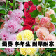花琴大花一丈紅多年生庭院盆栽耐寒工程花種子/蜀葵半斤源頭直發(fā)