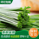 莫小仙沙蔥 新鮮蔬菜民勤特產(chǎn)火鍋食材餃子餡農(nóng)家野菜香蔥沙蔥小蔥精選 500g