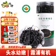 派紳有機紫菜60g頭水紫菜包飯不免洗紫菜蝦米皮蛋花湯料包拌飯碎食材